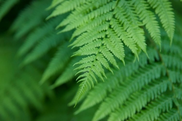 Los helechos son plantas muy atractivas para lucir en tu hogar.