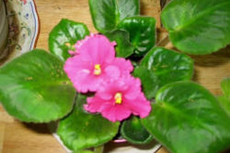 Violeta africana