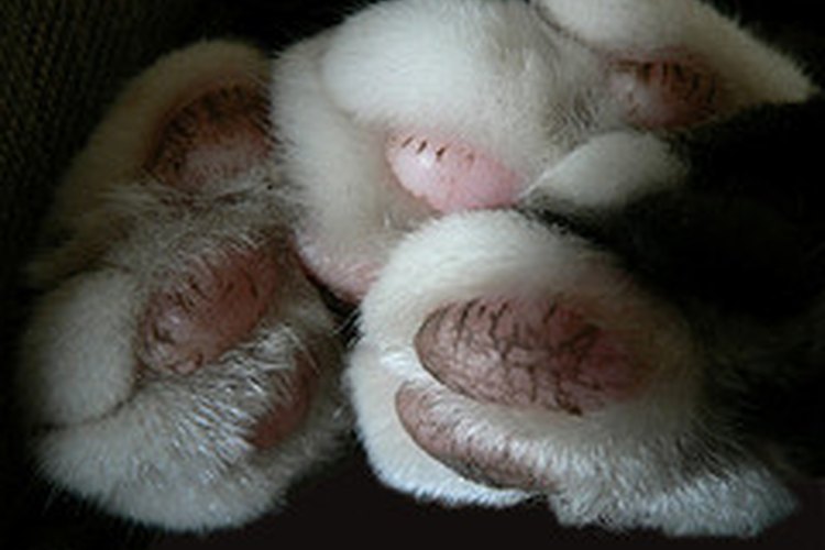 Almohadillas de gato.