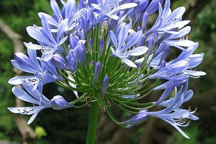 Agapantos en flor.