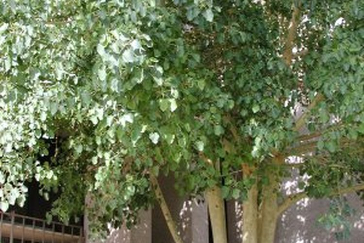 Árbol de ficus.