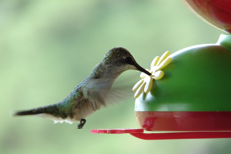 Los colibríes saben cuando dirigirse a climas más cálidos.