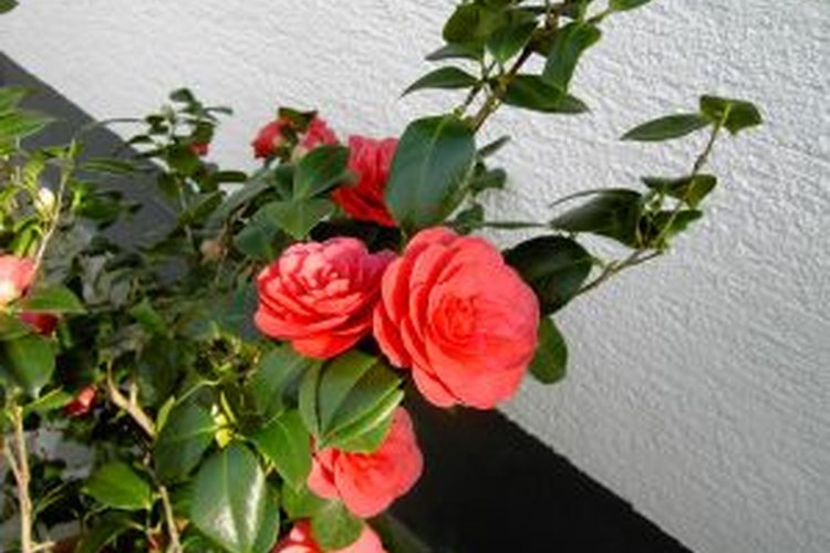 Camelias
