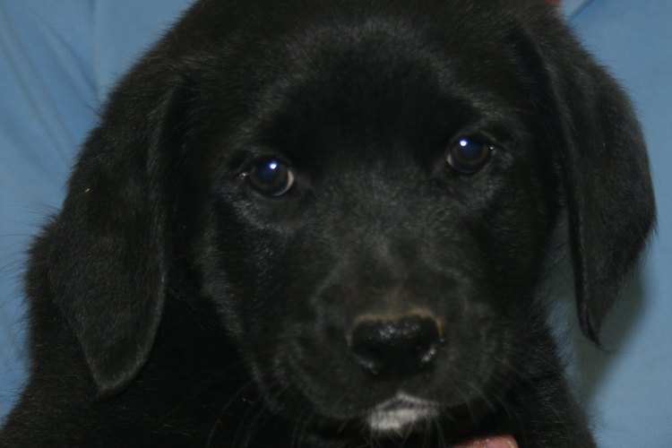 Los cachorros tienen "resfríos" tanto como los humanos y otros animales.