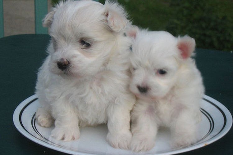 Cachorros maltés.