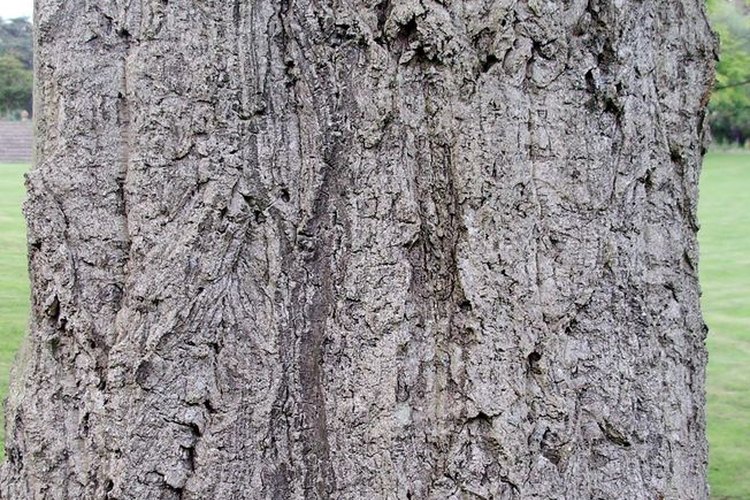 Alcornoque.