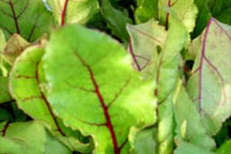 Las hojas de las remolachas son ricas en minerales y vitaminas.