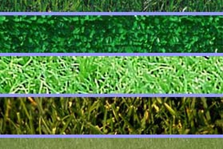 Básicamente existen dos tipos de plantas, las de clima frío y las de clima cálido.