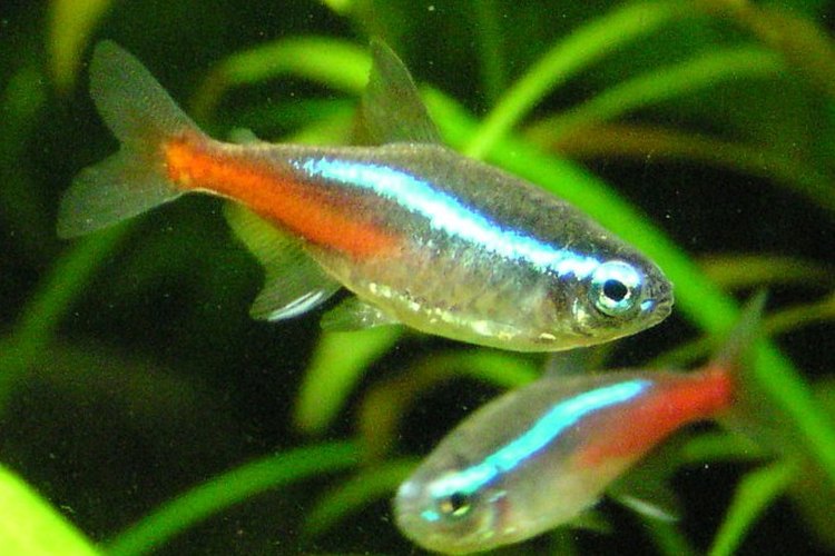 Tetras Neón.