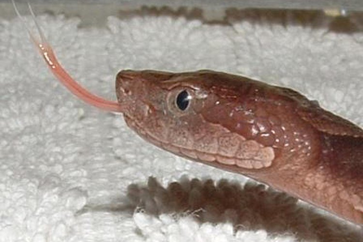 La pupila de una serpiente puede ser clave para determinar si es venenosa. Si lo es, una mordida puede ser mortal.