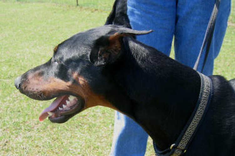 Cómo cuidar a un doberman.