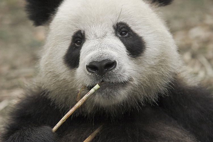 panda