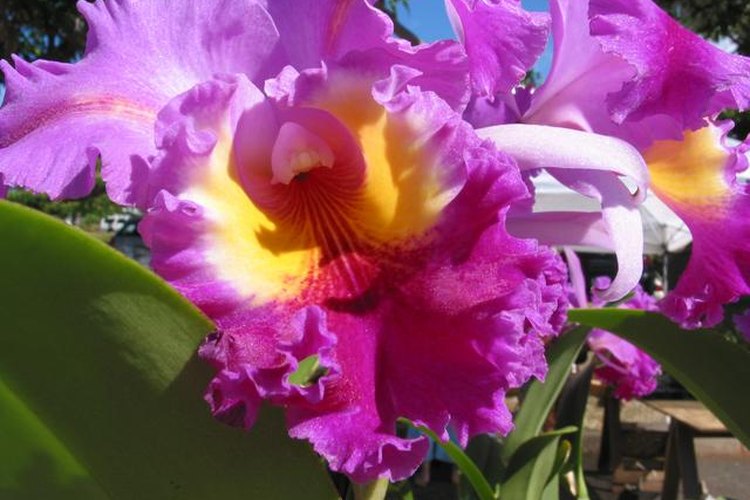 Los lirios son flores magníficas que rápidamente puede superar tu colchón de flores.