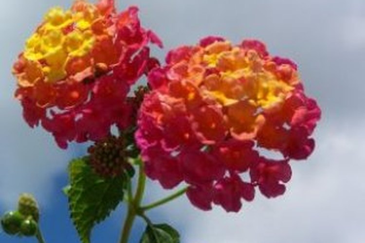 Las coloridas flores de la lantana.