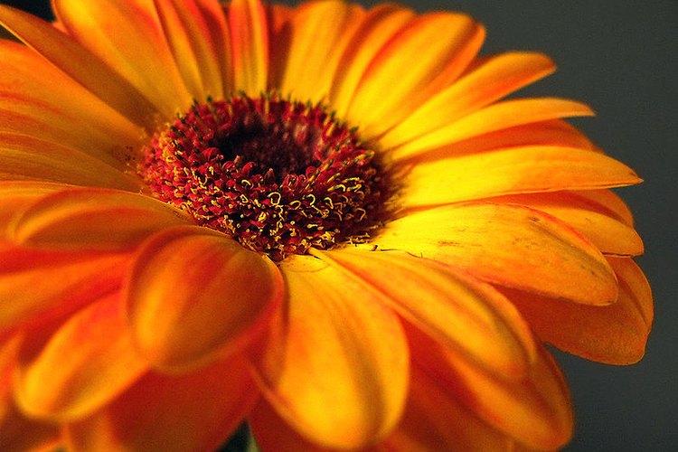 La margarita gerbera está incluida en la lista de la NASA de plantas purificadoras del aire interior.