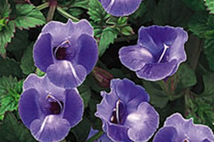 La torenia fournieri, también llamada flor de Wishbone, es anual con pequeñas hojas verdes extendidas.