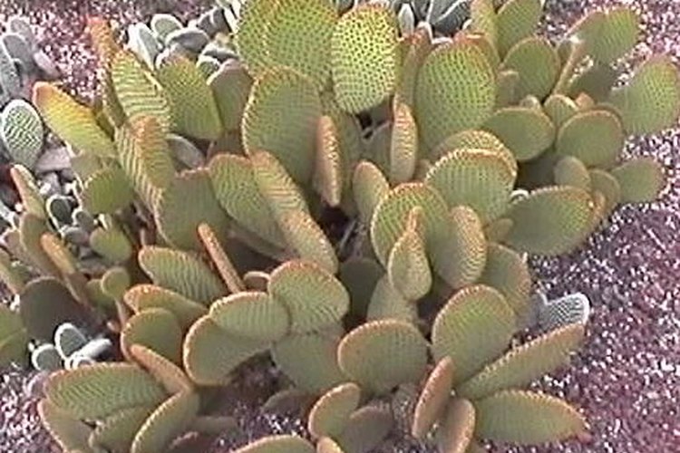 Cactus de crecimiento rápido.