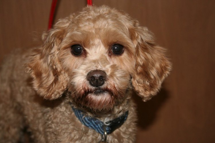 Cuida de tu cockapoo.