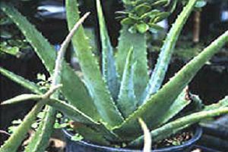 Planta de aloe vera.