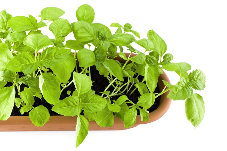 Mantén tu planta de albahaca sana.