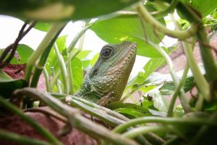 Esta lagartija ama su casa terrario.