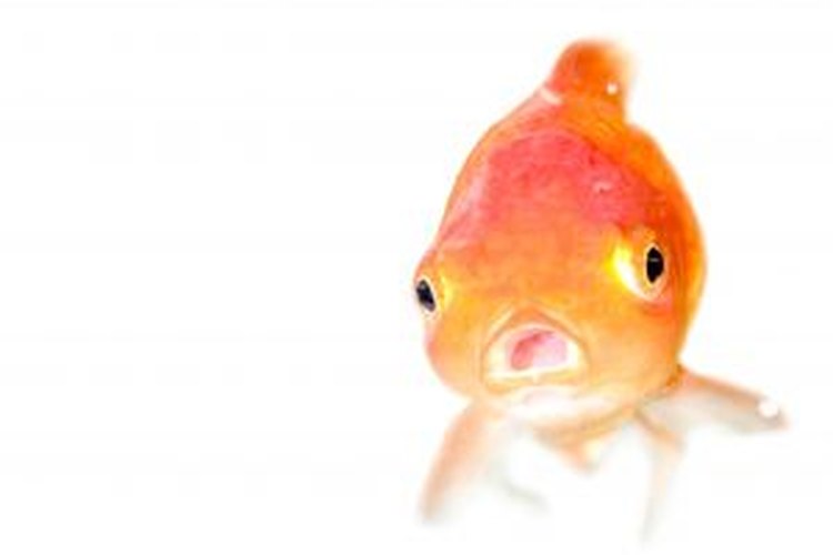 Los peces sufren cuando su agua se torna muy caliente.