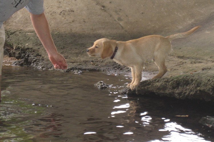 Un cachorro labrador amarillo siendo engatusado en el agua durante el entrenamiento.