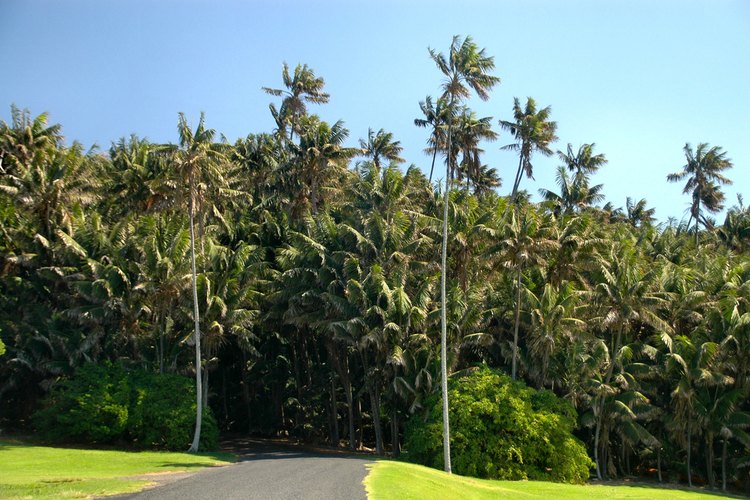 Palmera kentia - Howea forsteriana