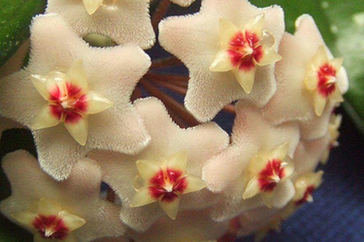 Las plantas de cera no requieren gran cantidad de agua ni fertilizantes.