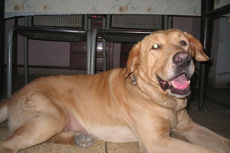 Alivia en tu perro el dolor causado por la artritis.