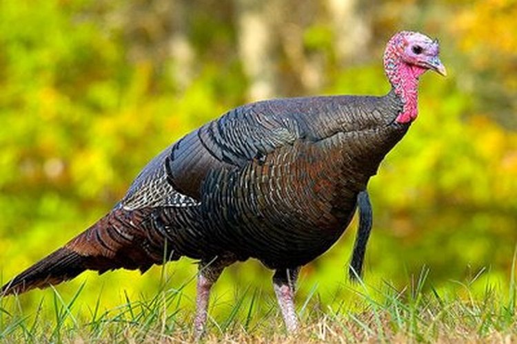 Hay algunos consejos que pudieras seguir a la hora de cazar un pavo silvestre.