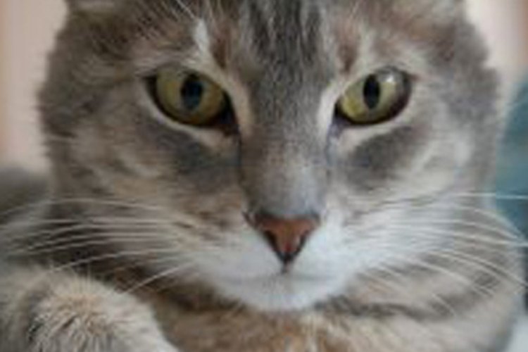 Trata los gases de tu gato con simples remedios caseros.