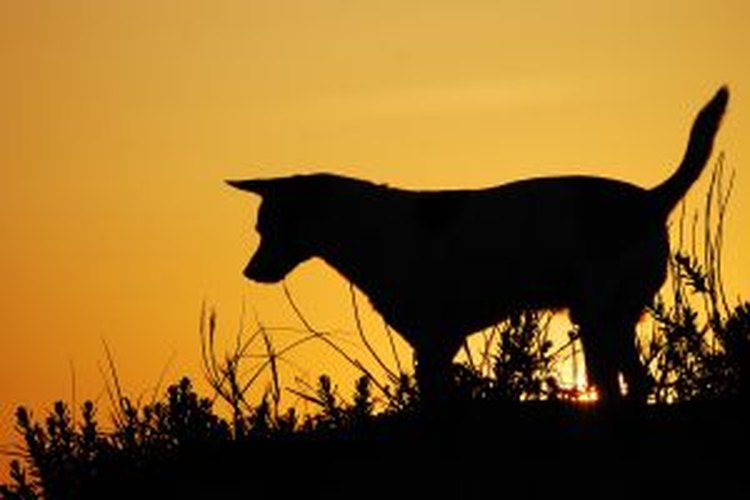 Aunque los perros escuchan un silbido de alta frecuencia, los humanos sólo escuchan un siseo.