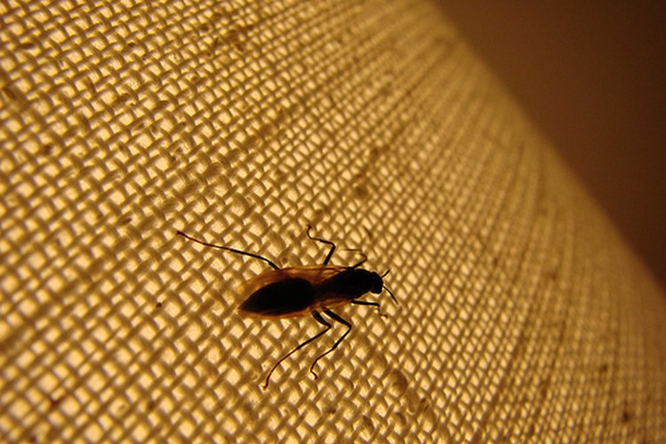 Avispa alfarera