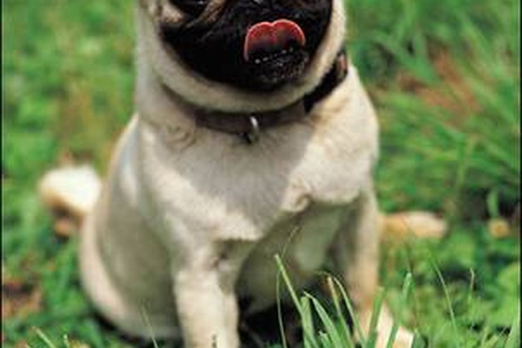 Un Pug