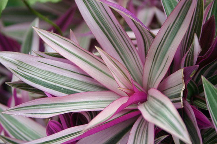 La cuna de Moisés es una planta poco exigente y colorida, lo que añadirá un toque tropical a tu casa.
