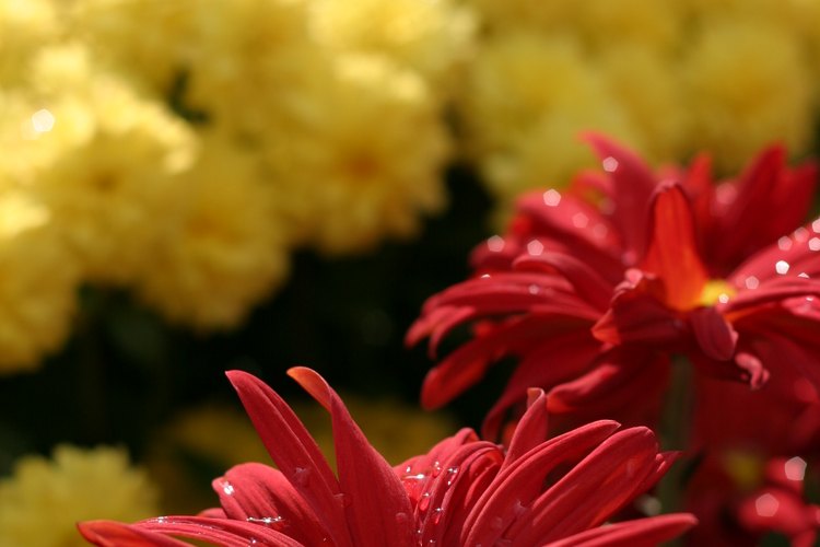 Las flores del crisantemos anuncian la llegada del otoño.