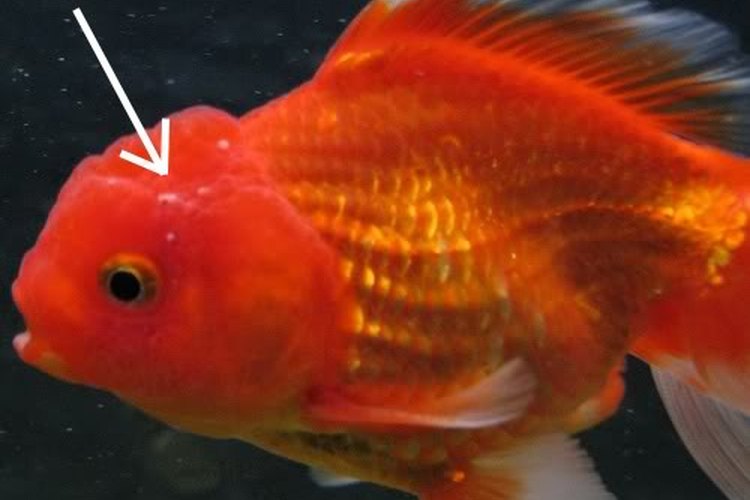 El ich crece rápidamente en las peceras y se puede convertir en un peligro para tus peces.