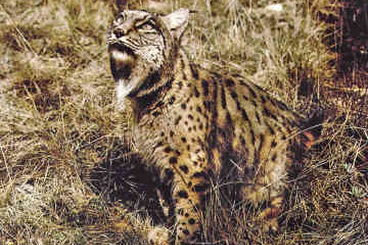 Lince adulto.