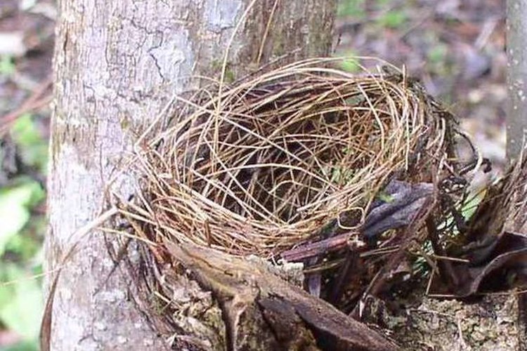 Distintas aves poseen diferentes tipos de nidos.