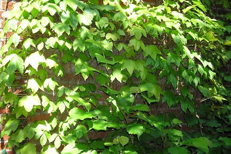 La parra virgen se puede cultivar en una maceta de interiores.