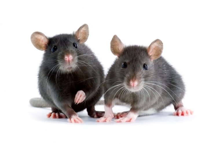 Elimina a esos animales rastreros en tu hogar.