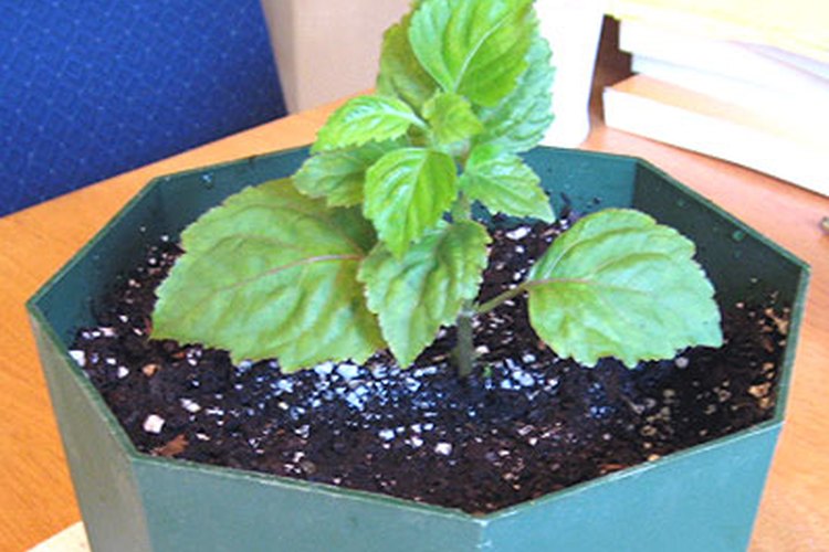 La planta de pachuli necesita cuidados extras.