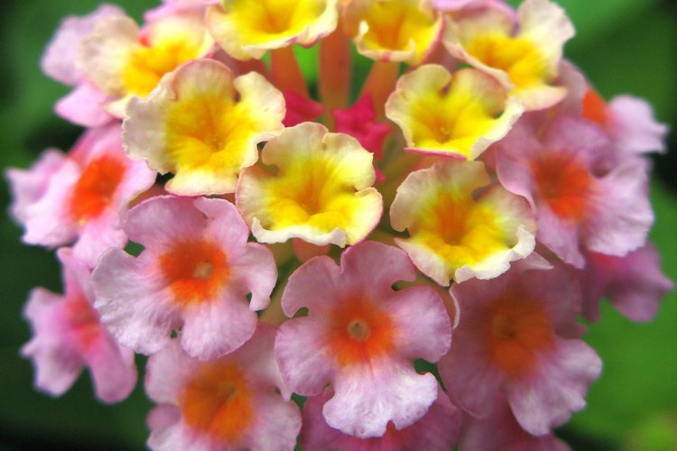 Los colores de la lantana varían desde el amarillo al púrpura.