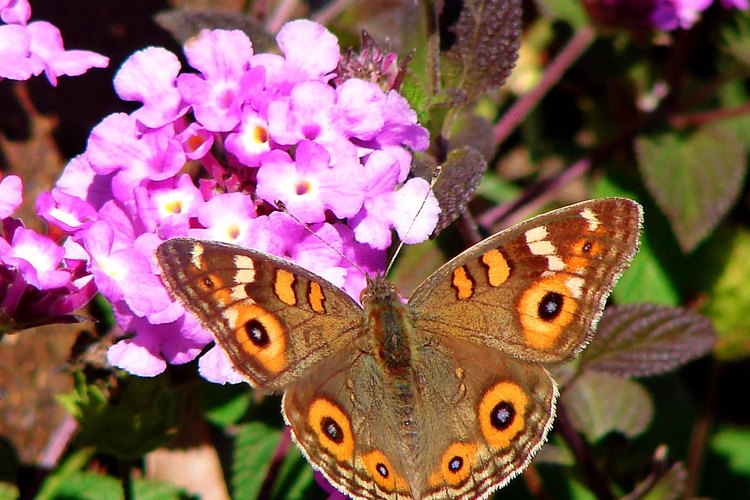 Las lantanas atraen a las mariposas.
