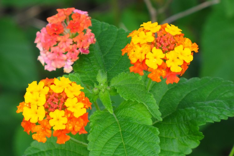 No debes regar en exceso a la lantana.