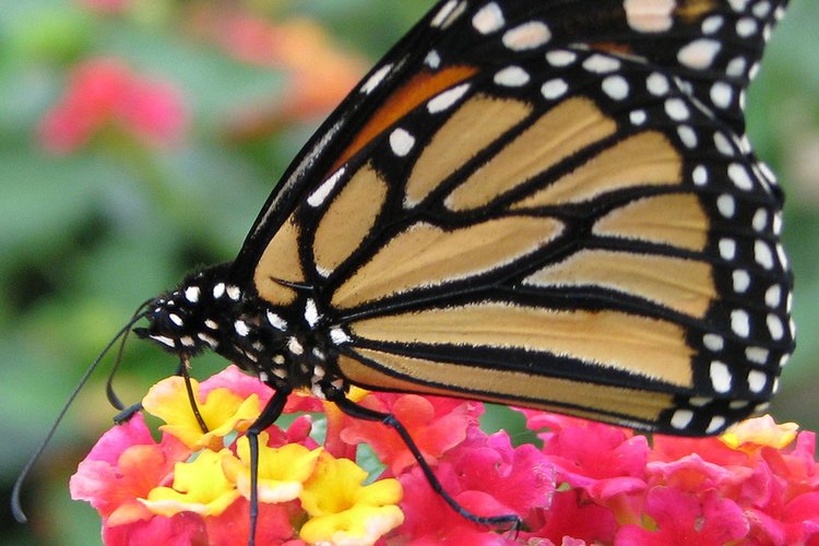 Fertiliza a la lantana a principios de la primavera.