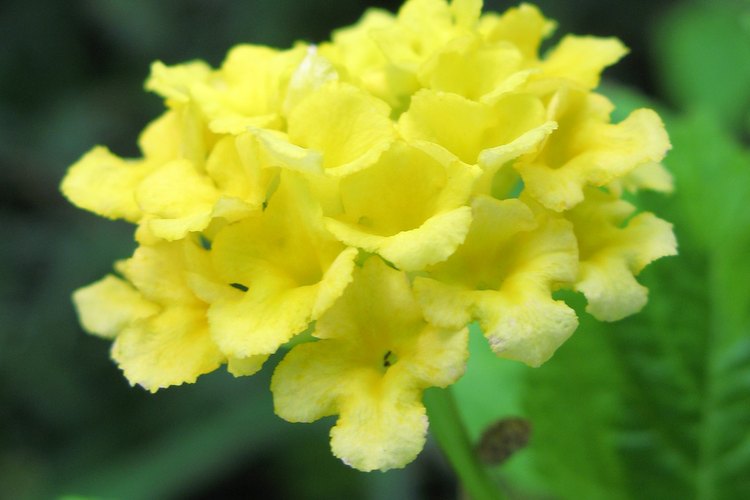 Debes podar las lantanas en los climas cálidos y tropicales para controlarlas.