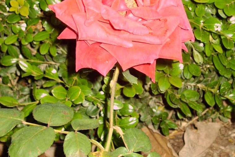 Rosa