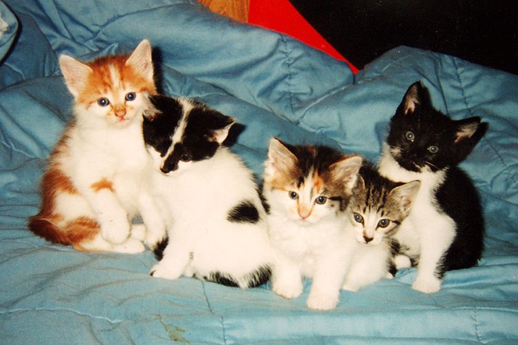 Proteger a los gatitos de las pulgas es una tarea fácil.
